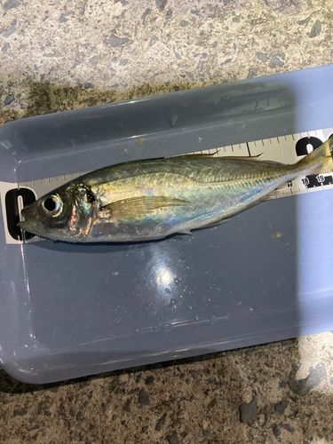 マアジの釣果