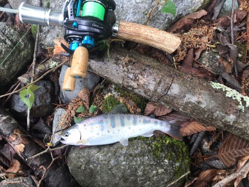ヤマメの釣果