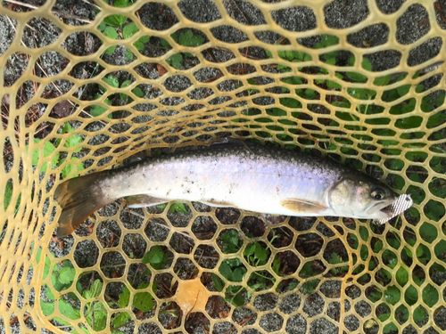 イワナの釣果