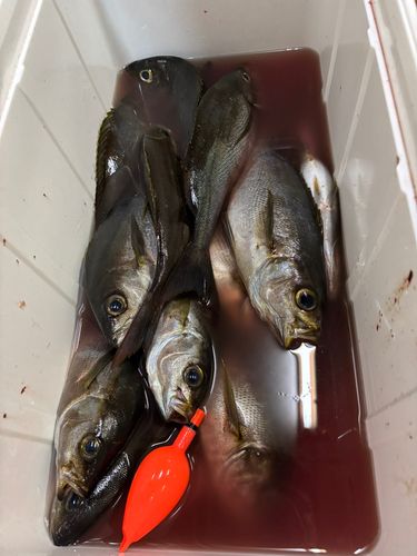 イサキの釣果