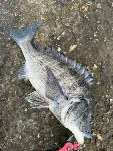 クロダイの釣果