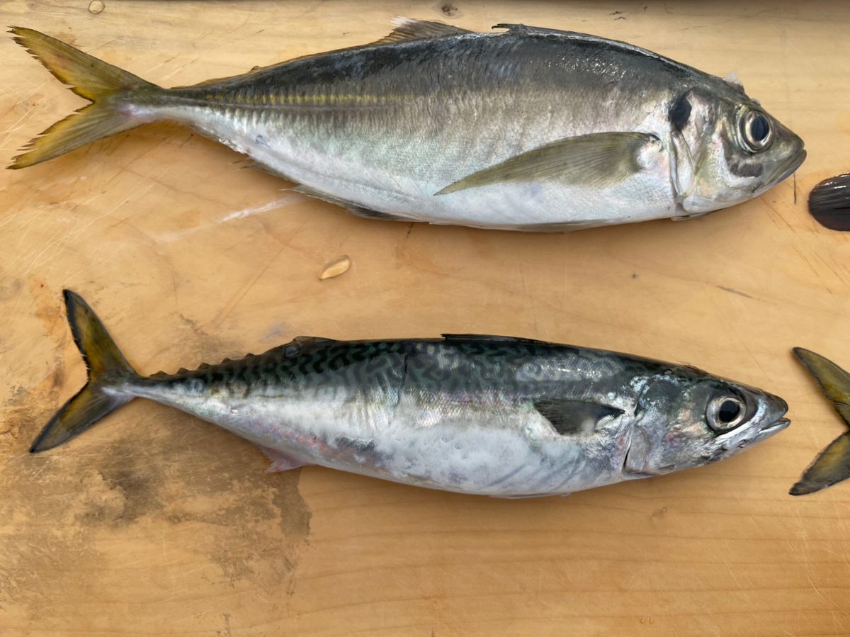 カブトムシ22さんの釣果 2枚目の画像