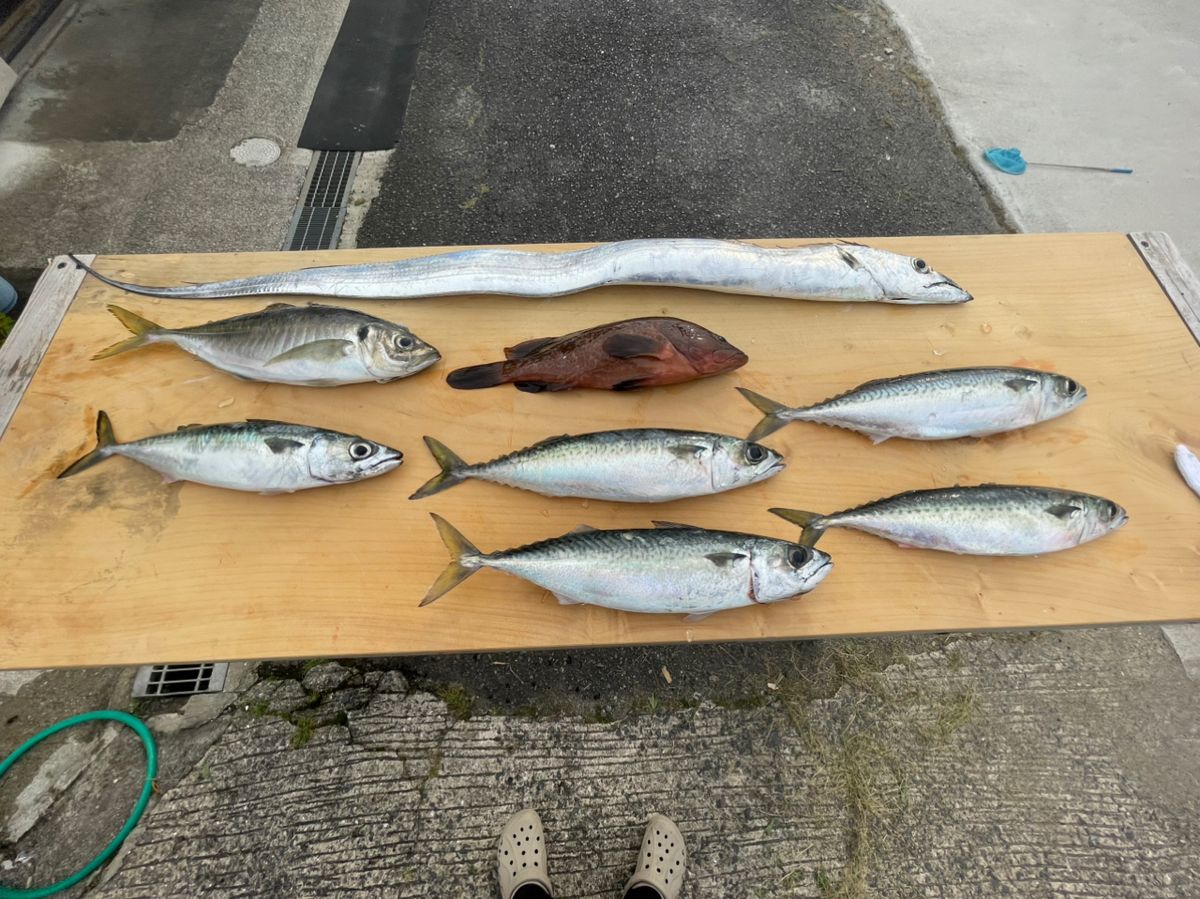 カブトムシ22さんの釣果 3枚目の画像