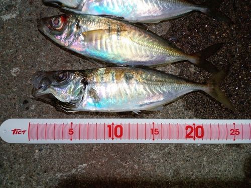 アジの釣果