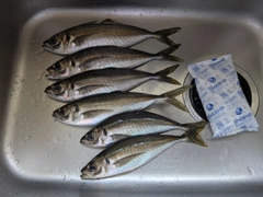 マアジの釣果