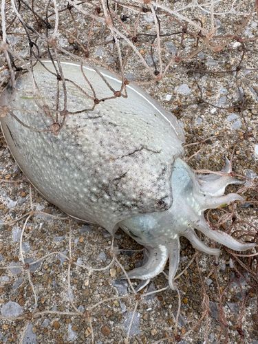 コウイカの釣果