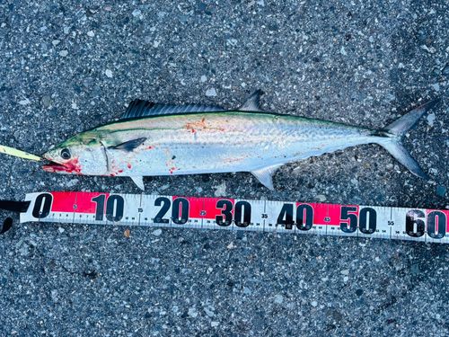 サゴシの釣果