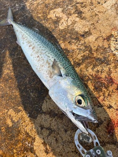 サバの釣果