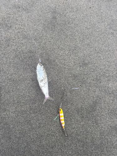 サッパの釣果