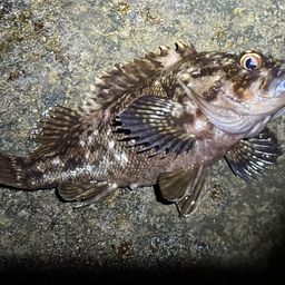 オウゴンムラソイ