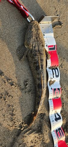 マゴチの釣果