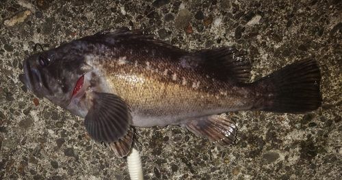 クロソイの釣果