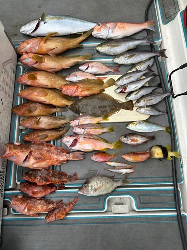 キジハタの釣果