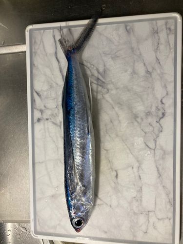 トビウオの釣果
