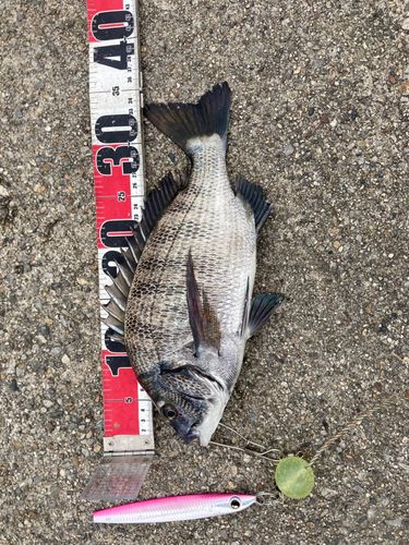 クロダイの釣果