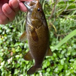 スモールマウスバス