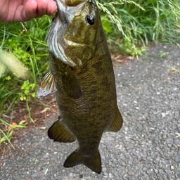 スモールマウスバス