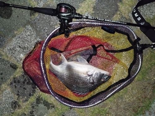 キビレの釣果