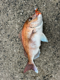 マダイの釣果