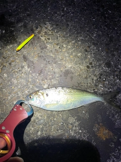 コノシロの釣果