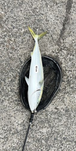 ブリの釣果