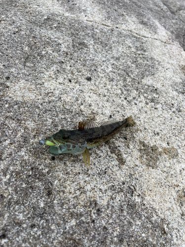 アナハゼの釣果