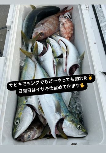 ヤズの釣果
