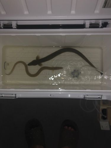 ウナギの釣果