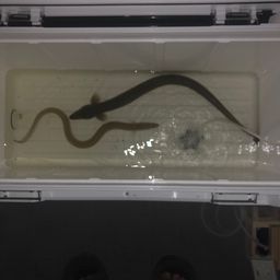 ウナギ