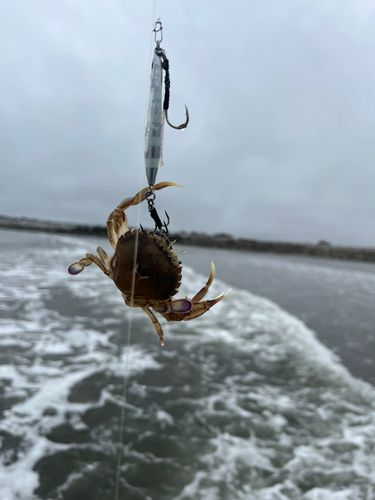 カニの釣果
