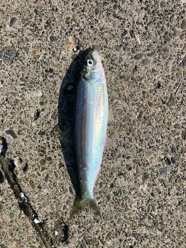 ニシンの釣果