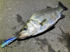 ヒラスズキの釣果