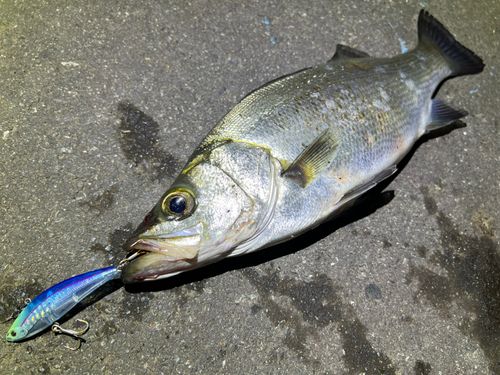 ヒラスズキの釣果