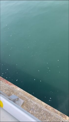 カタクチイワシの釣果