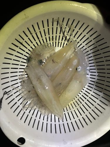 マメイカの釣果