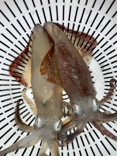 マメイカの釣果