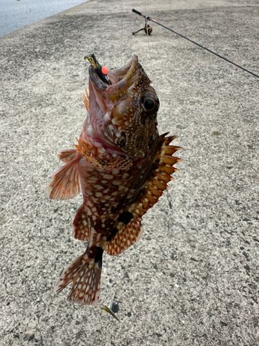 アラカブの釣果