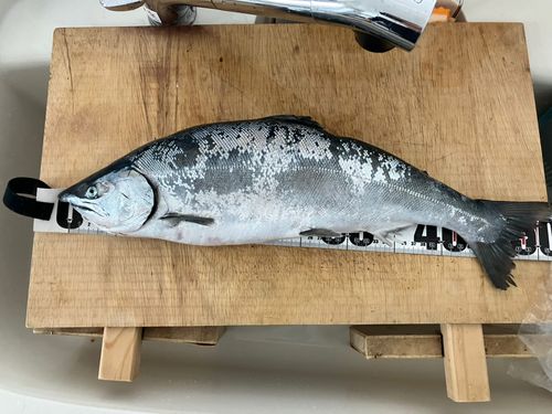サクラマスの釣果