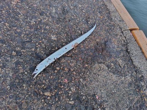 タチウオの釣果