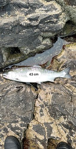 サクラマスの釣果