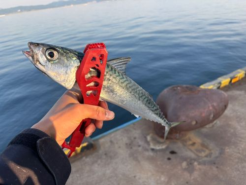 サバの釣果
