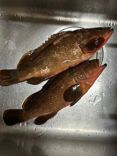キジハタの釣果