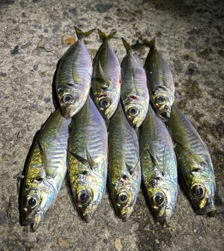アジの釣果