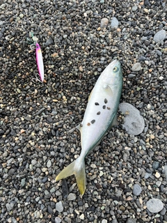 ワカシの釣果