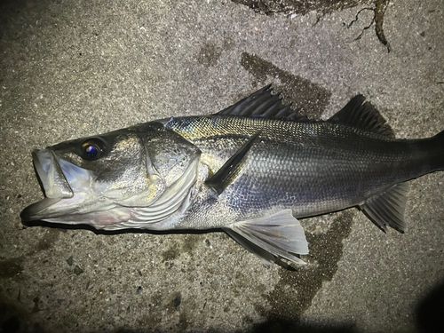 フッコ（マルスズキ）の釣果