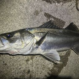 フッコ（マルスズキ）