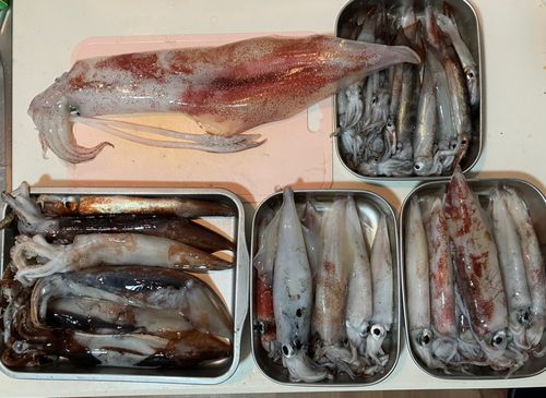 ヤリイカの釣果
