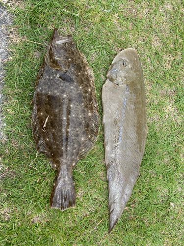 ヒラメの釣果