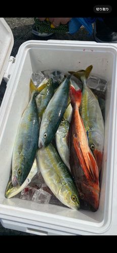 ホウボウの釣果