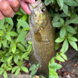 スモールマウスバス